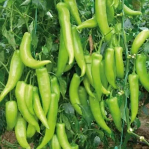 Çarliston Biber Tohumu 10 Gr