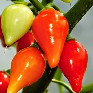 Misket Biberiye Biber Tohumu 5 gr