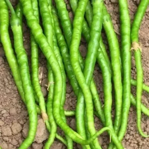 Tatlı Kıl Biber Tohumu 10 Gr