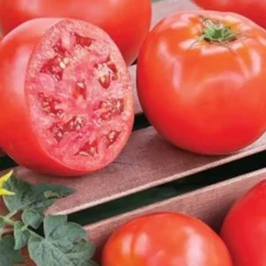 Domates Tohumu H.2274 5 Gr