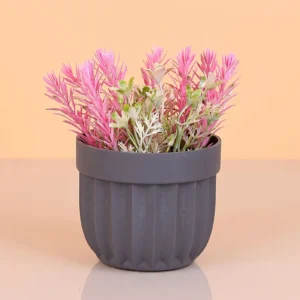 Çizgili Saksı Dikenli Çiçek Royaleks-5781