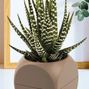 1 No Küp Saksı Royaleks-KRS-401